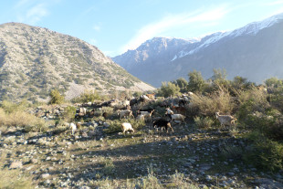 sam_0438.jpg?w=310&h=207&crop=1