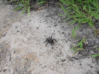 ARANHA.jpg?height=240&width=320