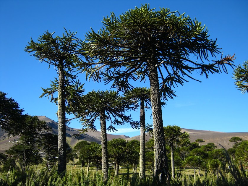 D7pJPmeZQRRVF1aYPDllEiPlBWNGfAN9ewJ0LzAsw_NwLUE1Tr_76kvZI8WHZxhZSk3Ssag3DUh6qk09mpirfjR0c4pE1RNx9NM-tsCz0JWEo8Orko_DUOkg0mhv1VWaHeqPBNQRLbf0ifhfq9Zn7pgYbxDYMlaVBmeUWMx4TyOF1tqI6th9vu33I3KfO2Lj9IWAJfINvT4bYIoFLxx2nlET9rym3L_RCbi31yjh_ec8C6yAhZahL8hd_fdrCa3dexu8w3-HQQ5Tmr9hi7aBwyAQs7xZYQs_uwuOut5Icr5uw9P2UoPnE7rMbk9lD5_fsEZnV-ZPWJweEfhocbMkWo57sjF-x9i4pO6sOT6_ttlFLeixrKp8dIlLrJIaFXIIzTM2j9oIMTYyKPEef6bLAyvliq06ALwtpVAgCtEhqhlA6xgp5Tz5BEd3QdHbVqXIb7Y_EPyYHdJ2xBCOH_I71cZUKxpz64XMN6dcxhCATqEUPOUOC1yl58sxN-f3446u0Nt1UFAi340_6XzP0G9zbxfkAyAGGij8YooYKiqNvXBBwKFYGjUhbdii3UVb-TjsWv3lVhHo0EPmK6jDLCZEHotoxawHSO0foeFGzl1_=w839-h629-no