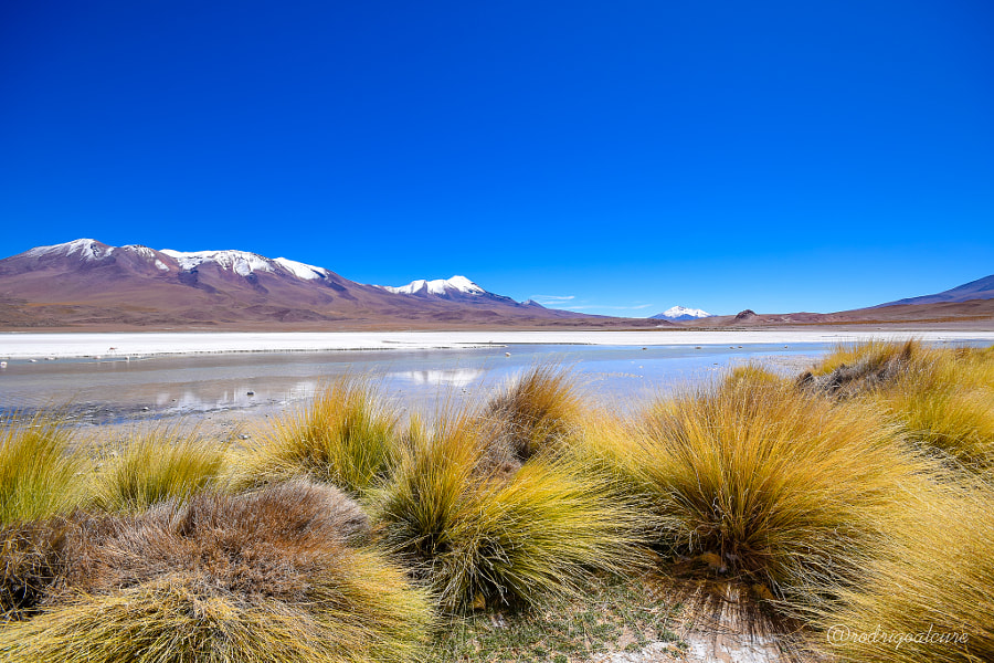 0087d815a0aa6cb4789f74ef44de5991