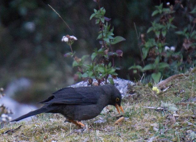 DSC03220.jpg?resize=640%2C464