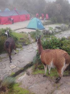 c3adndice.jpeg?w=225&h=300