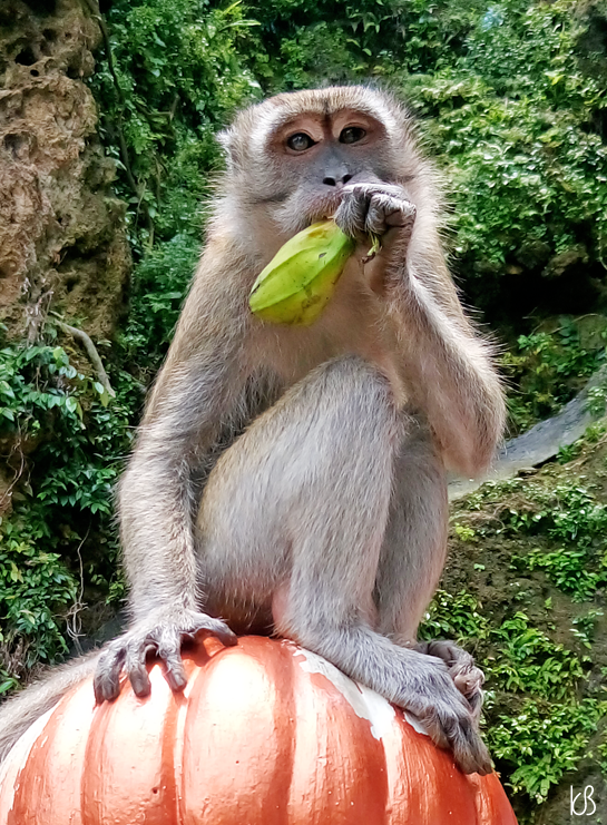 DSC_0278%25255B2%25255D.png?imgmax=800