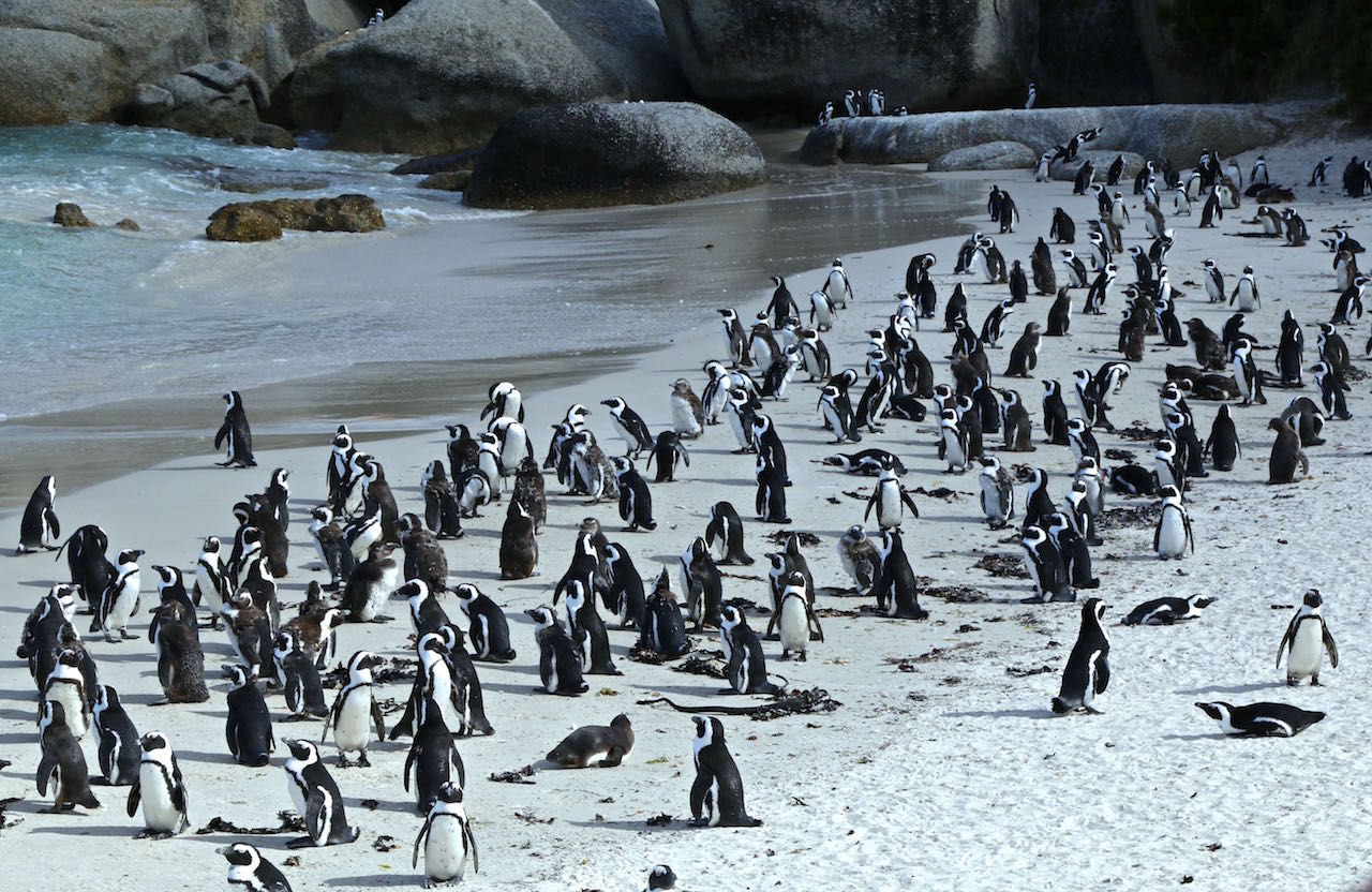 Cabo_da_Boa_Esperanca_e_Boulders_Beach