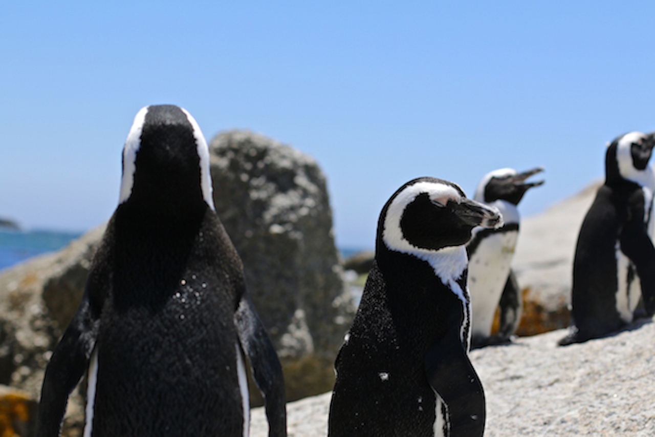 O que fazer em Cape Town