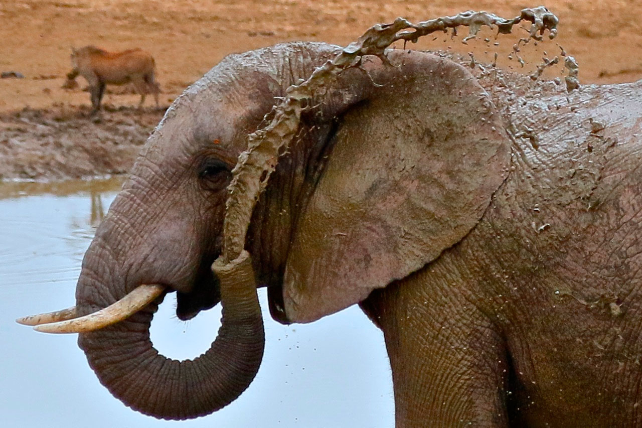 Safari_na_África_do_Sul