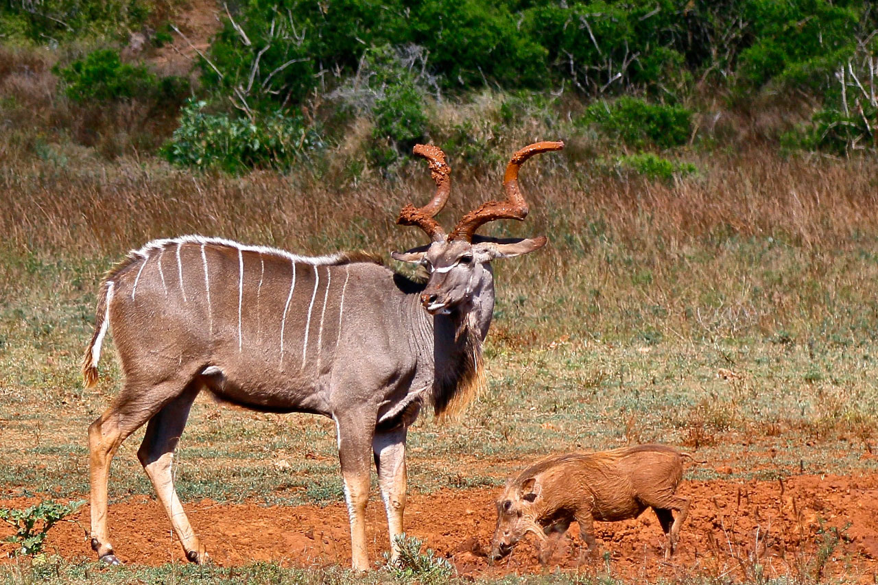 Safari_na_Africa_do_Sul_Addo_Park18.jpg