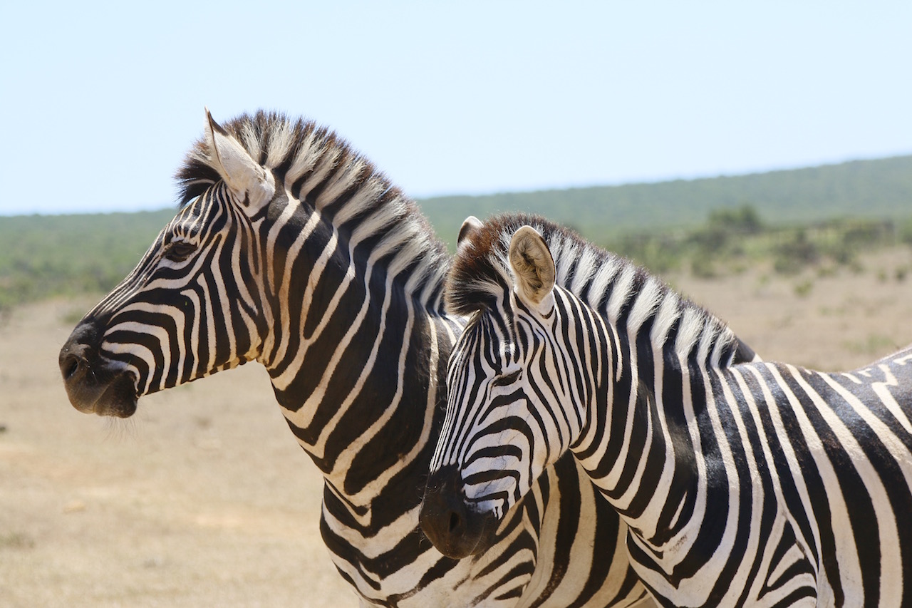 Safari_na_África_do_Sul