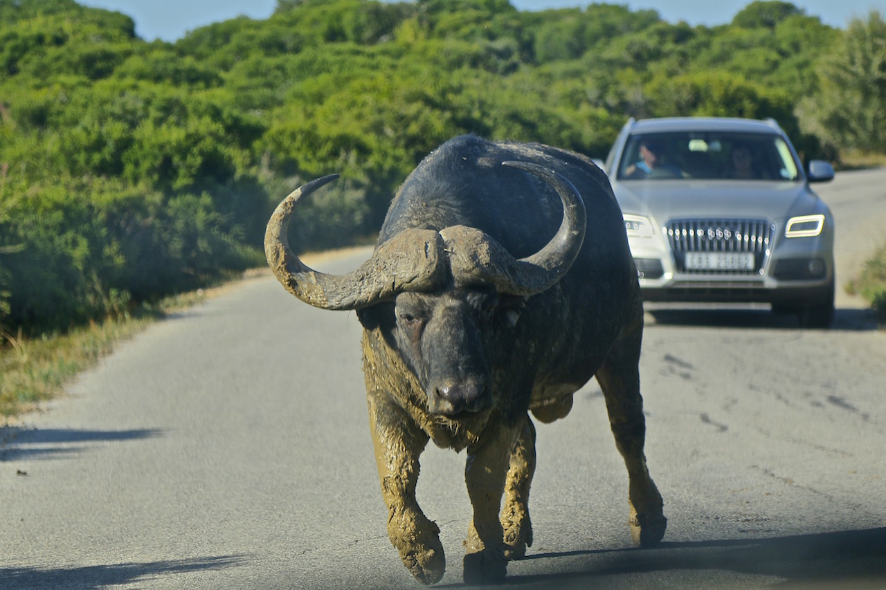 Safari_na_África_do_Sul