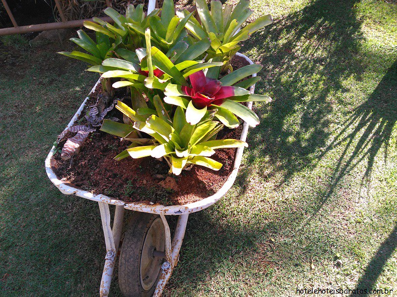 domingos-martins-canteiros-de-flores.jpg?w=800