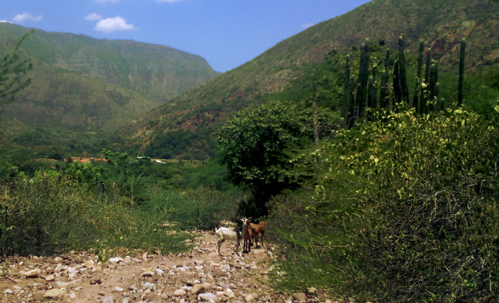cabras-chicamocha.jpg?w=723