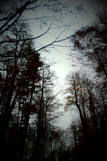 sam_1445.jpg?w=370&h=&crop=1