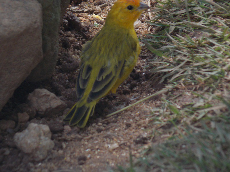 domingos-martins-passaros-ao-ar-livre.jpg?w=800