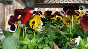 atibaia-pedra-grande-morangos-185.jpg?fi