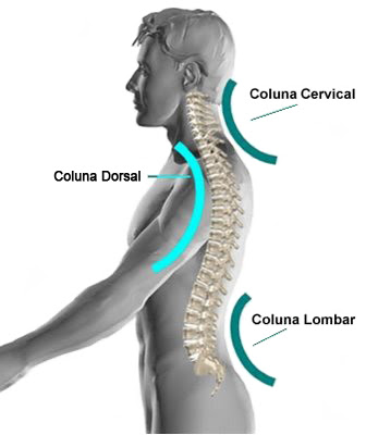 coluna-vertebral.jpg