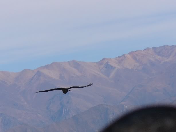 condor.jpg