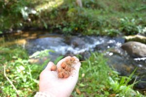 Fazenda Vitória São Luiz do Paraitinga Turismo Ecológico Camping Tirolesa Rapel Cachoeira