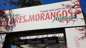 atibaia-pedra-grande-morangos-182.jpg?fi