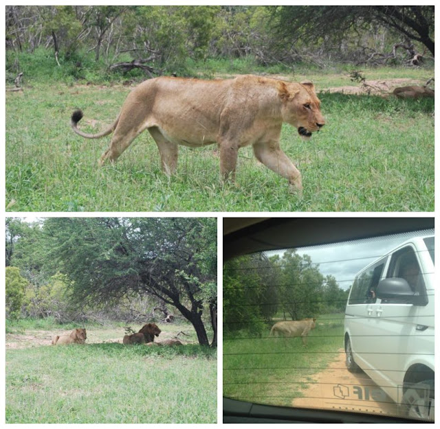 Kruger Safari Park