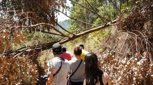 atibaia-pedra-grande-morangos-192.jpg?fi