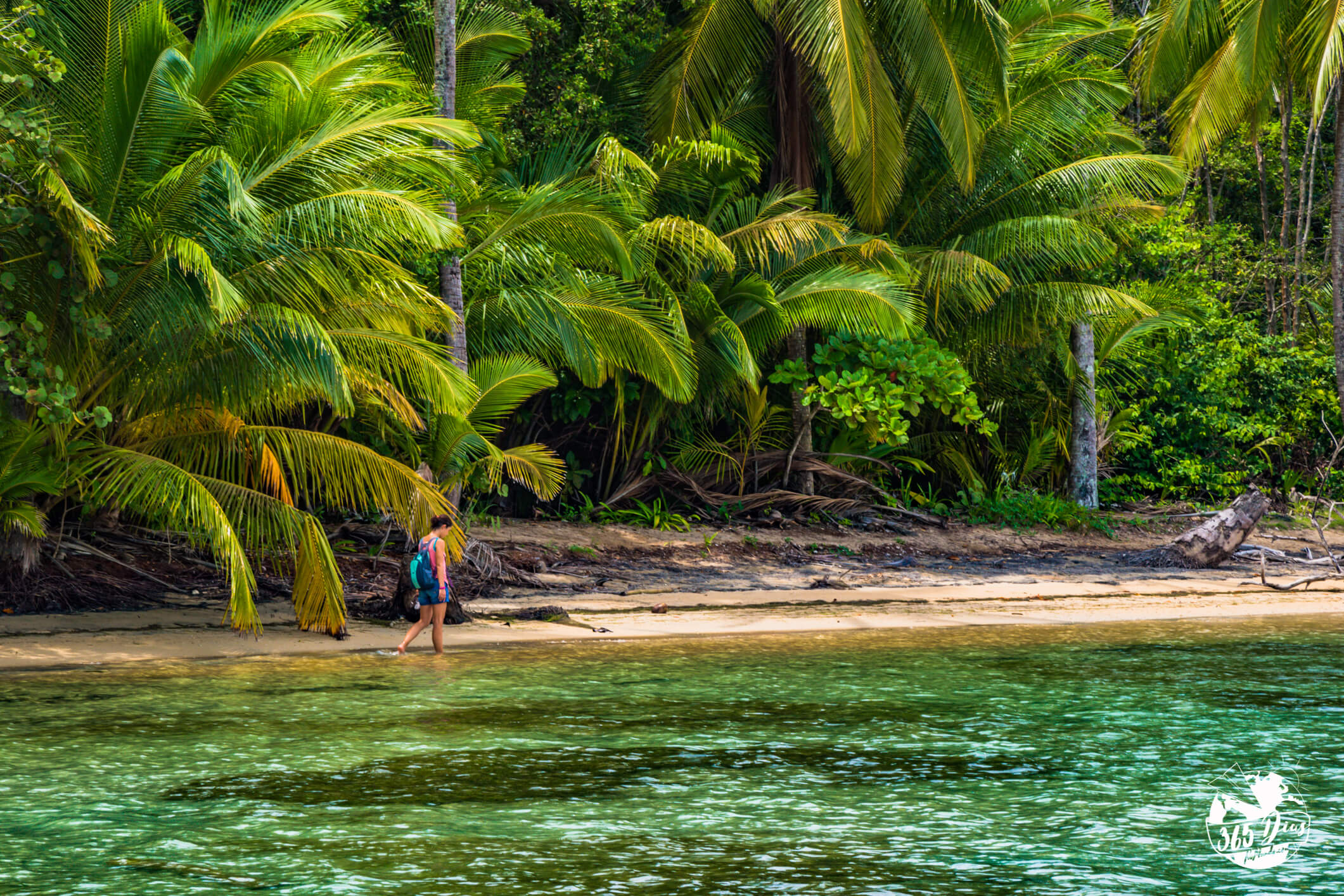 Palm_trees_bocas_toro