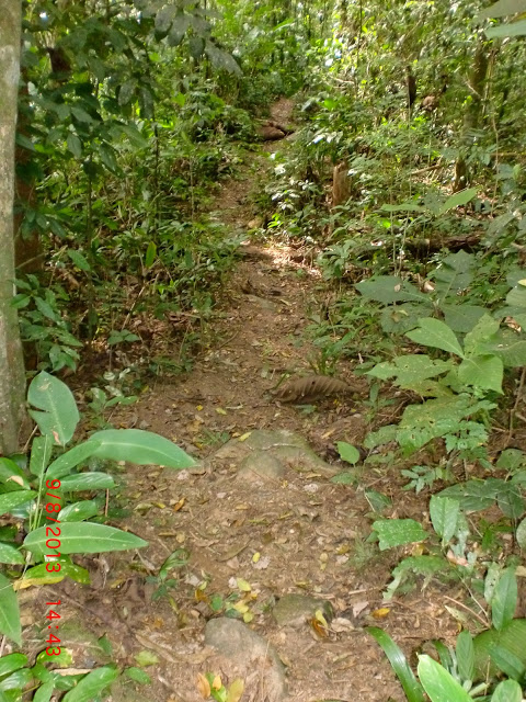 Trilha%2520para%2520a%2520cachoeira%2520do%2520Salto%2520.JPG