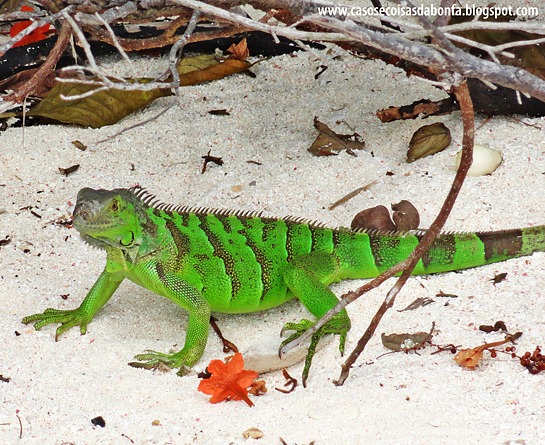 DSC09182%25255B3%25255D.jpg?imgmax=800