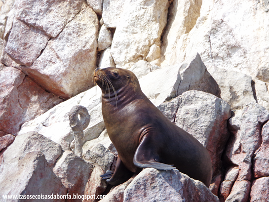 DSC07526%25255B2%25255D.png?imgmax=800