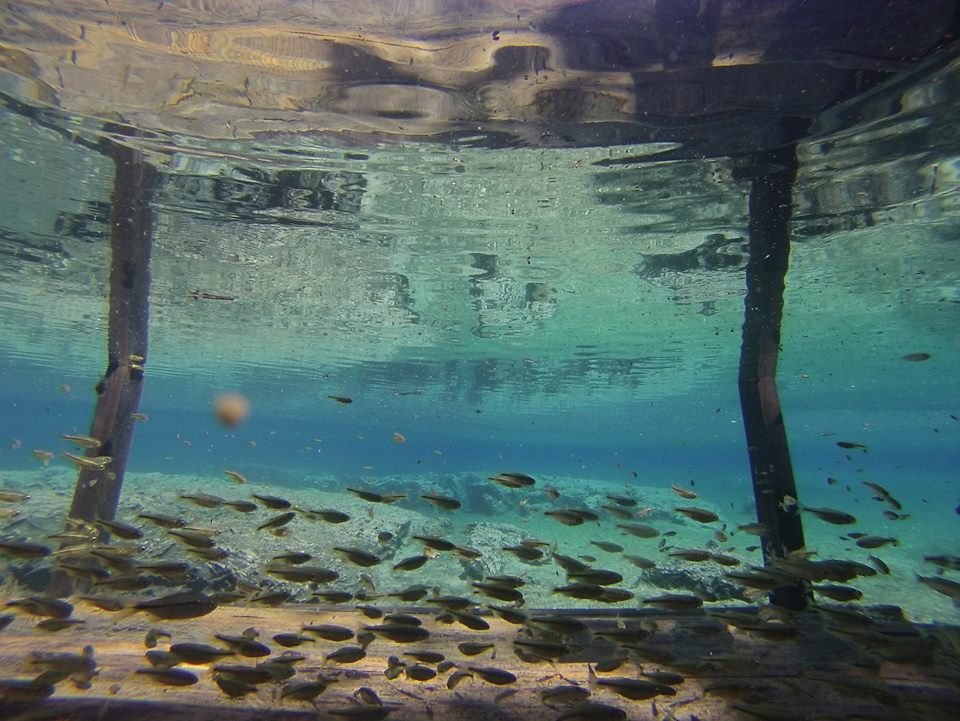 32843095_10204715534084864_8140444420269