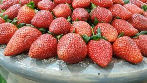 atibaia-pedra-grande-morangos-184.jpg?fi