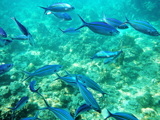 20160330-278%25255B5%25255D.png?imgmax=800