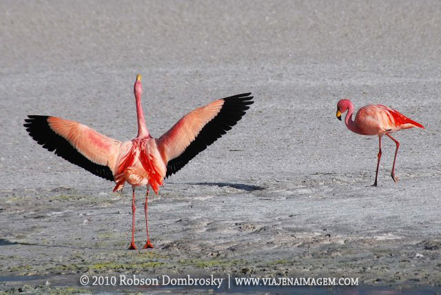 flamingo-laguna-colorada-0603.jpg