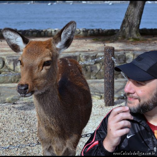Os novos amigos de Miyajima