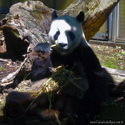 Ri Ri - O panda gigante de Ueno em Tokyo
