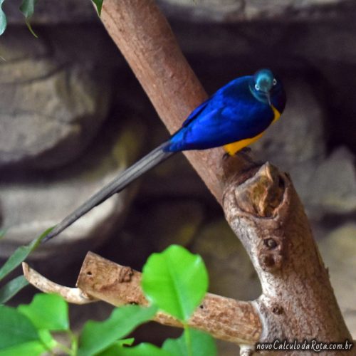 Pássaro azul no Zoo de Ueno