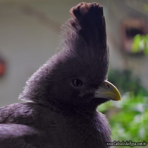 Pássaro no Zoo de Ueno