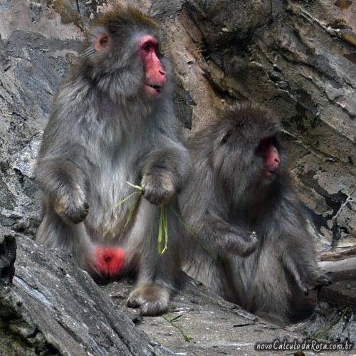 Ueno Zoo - De que lado da jaula estão os animais?