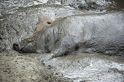 porco-na-lama-thumb8126391.jpg