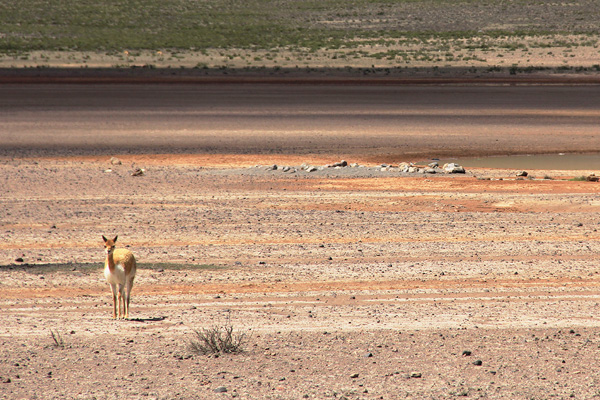 pt3.vicuna.IMG_2073.jpg