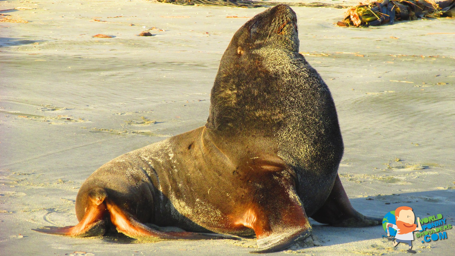 sandfly-bay-sealion.jpg