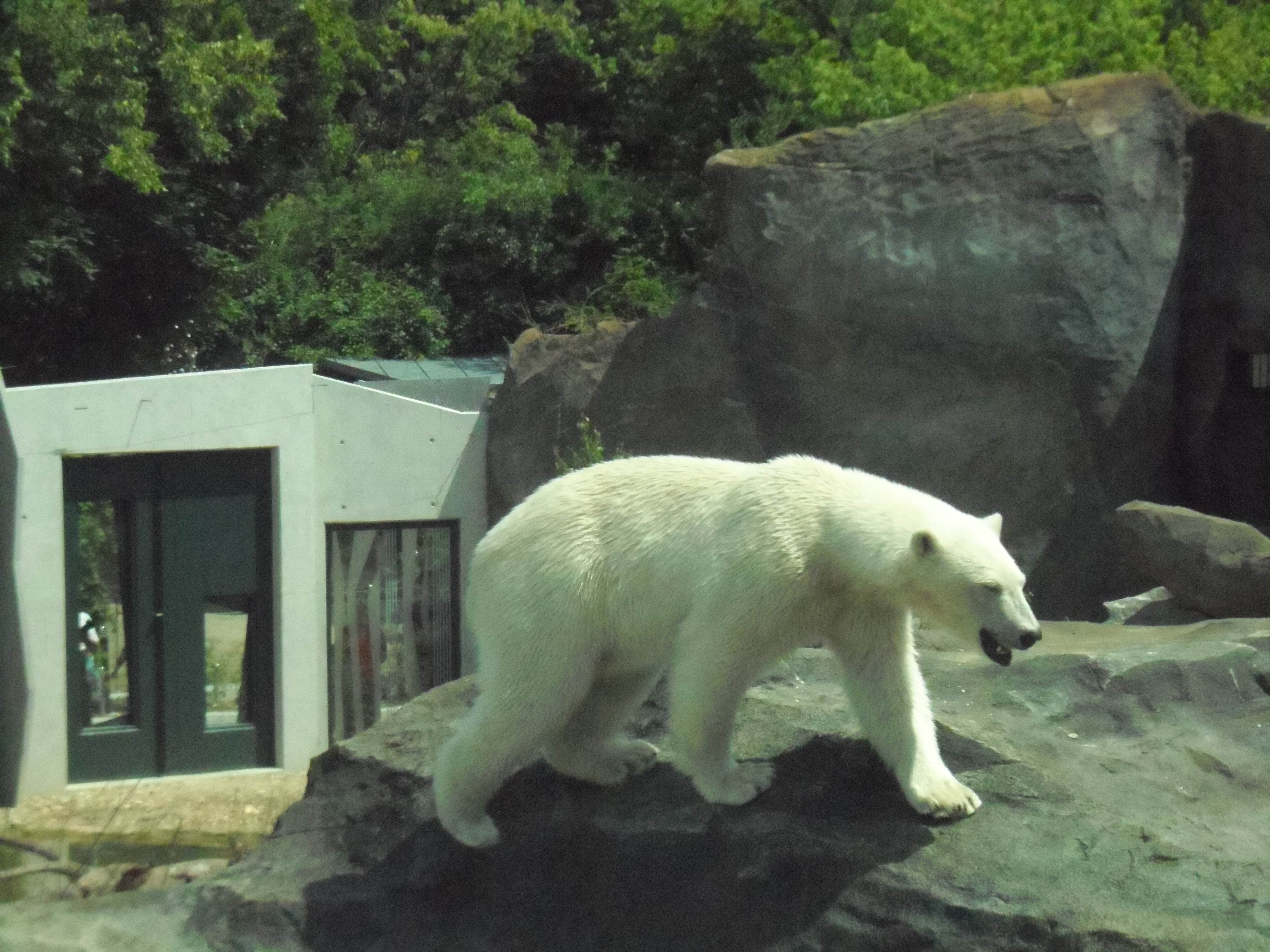 urso-polar-zoo.jpg
