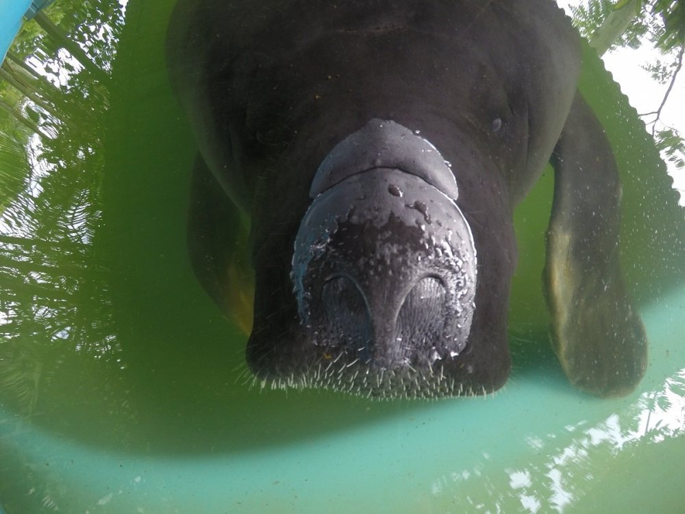 Peixe Boi Eletrobrás.JPG