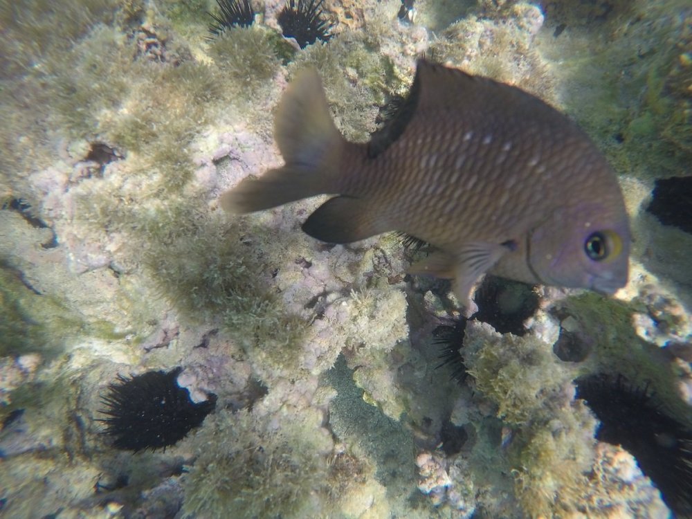 Piscinas Naturais (22).JPG