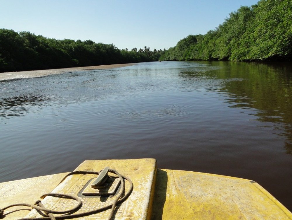 Projeto Peixe boi marinho (24).JPG