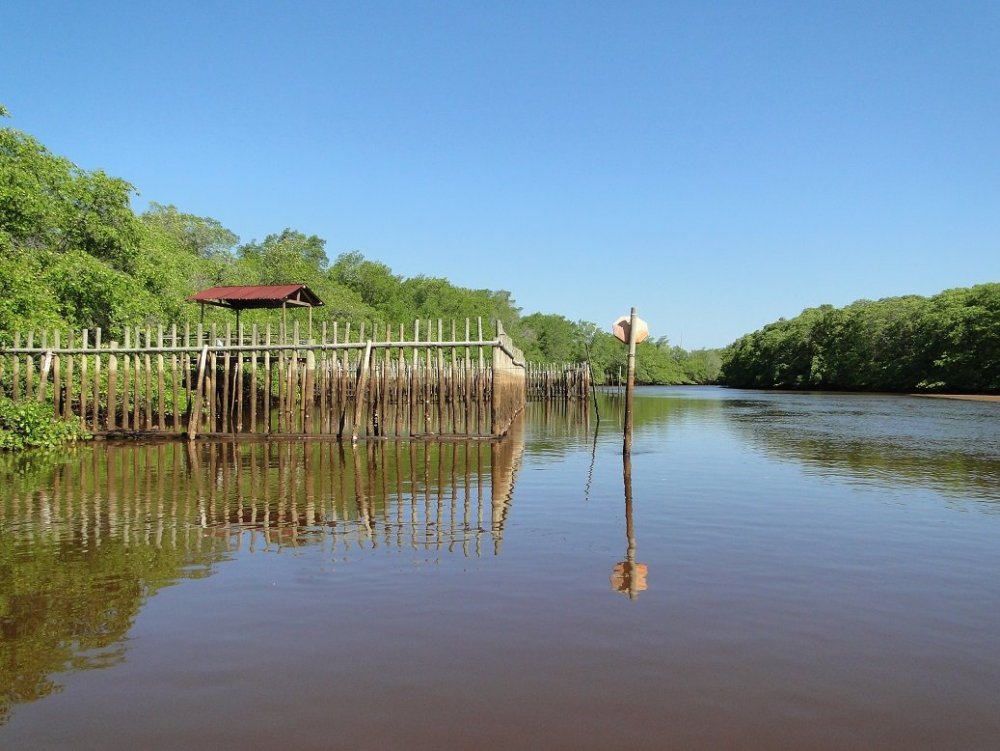 Projeto Peixe boi marinho (28).JPG