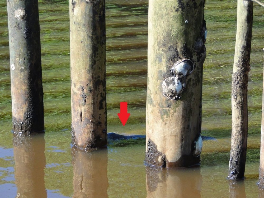 Projeto Peixe boi marinho (36).JPG