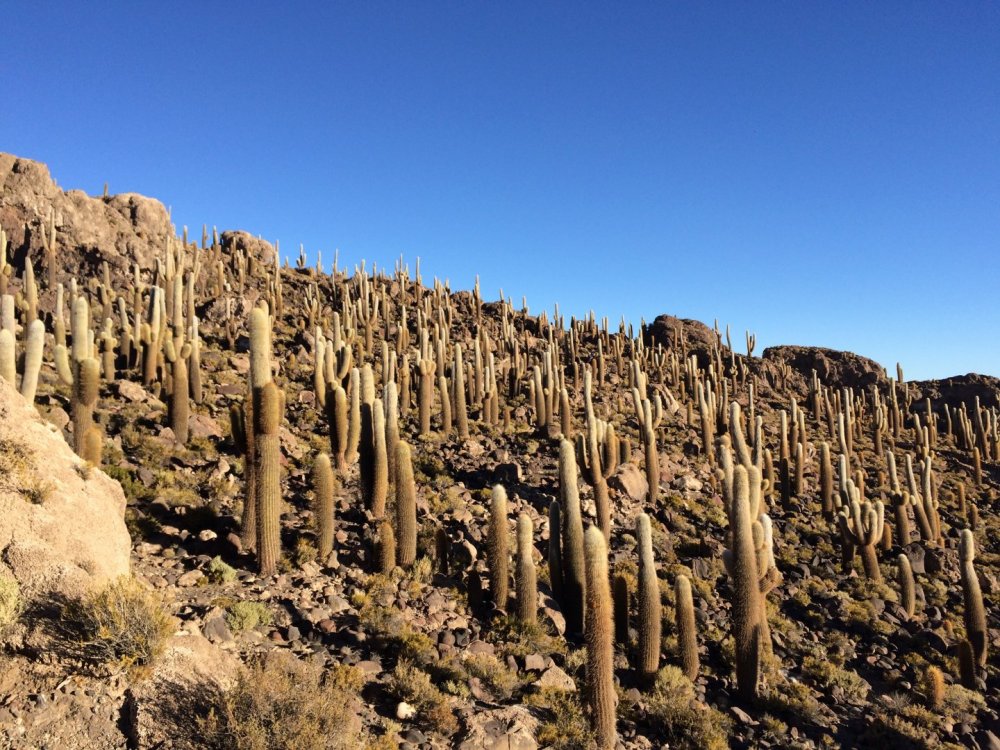 Imensidão de cactos