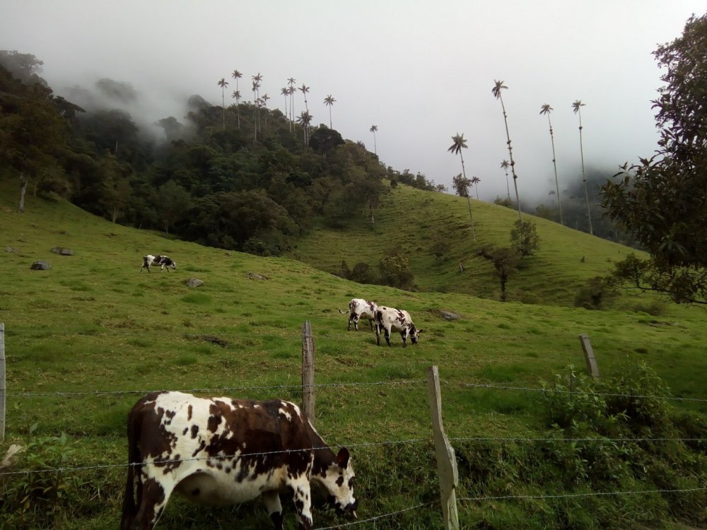 Palmeira característica da regiao.jpg