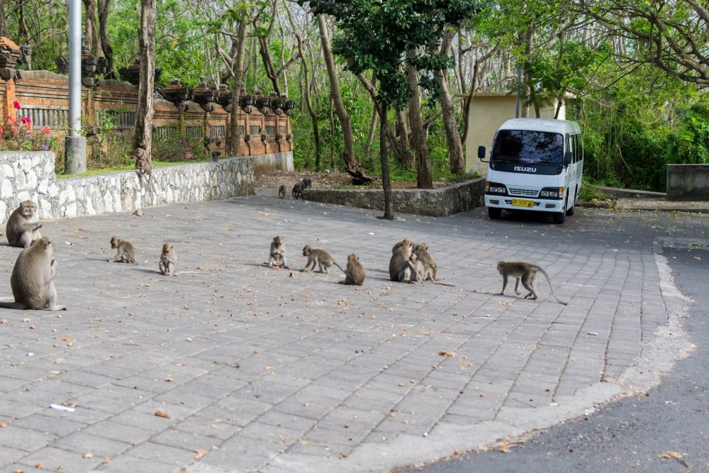 01_cap5_uluwatu.thumb.jpg.d20e8760373982e019170cb44bd681a1.jpg