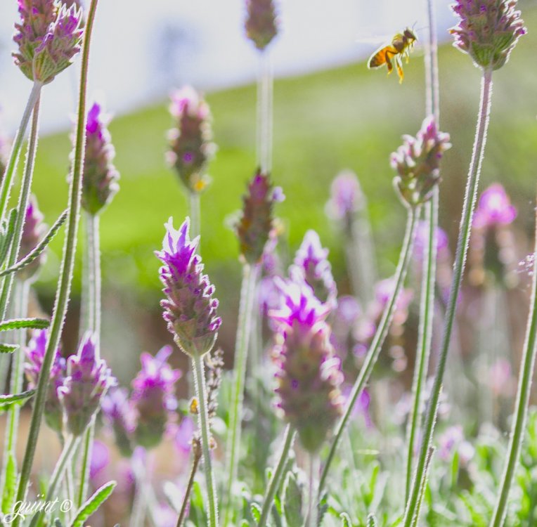 Cunha - Contemplário (I).jpg